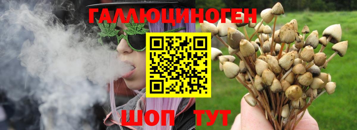 Псилоцибиновые грибы Psilocybine cubensis Удомля